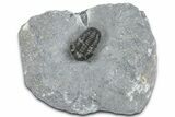 Detailed Gerastos Trilobite Fossil - Morocco #363954-3